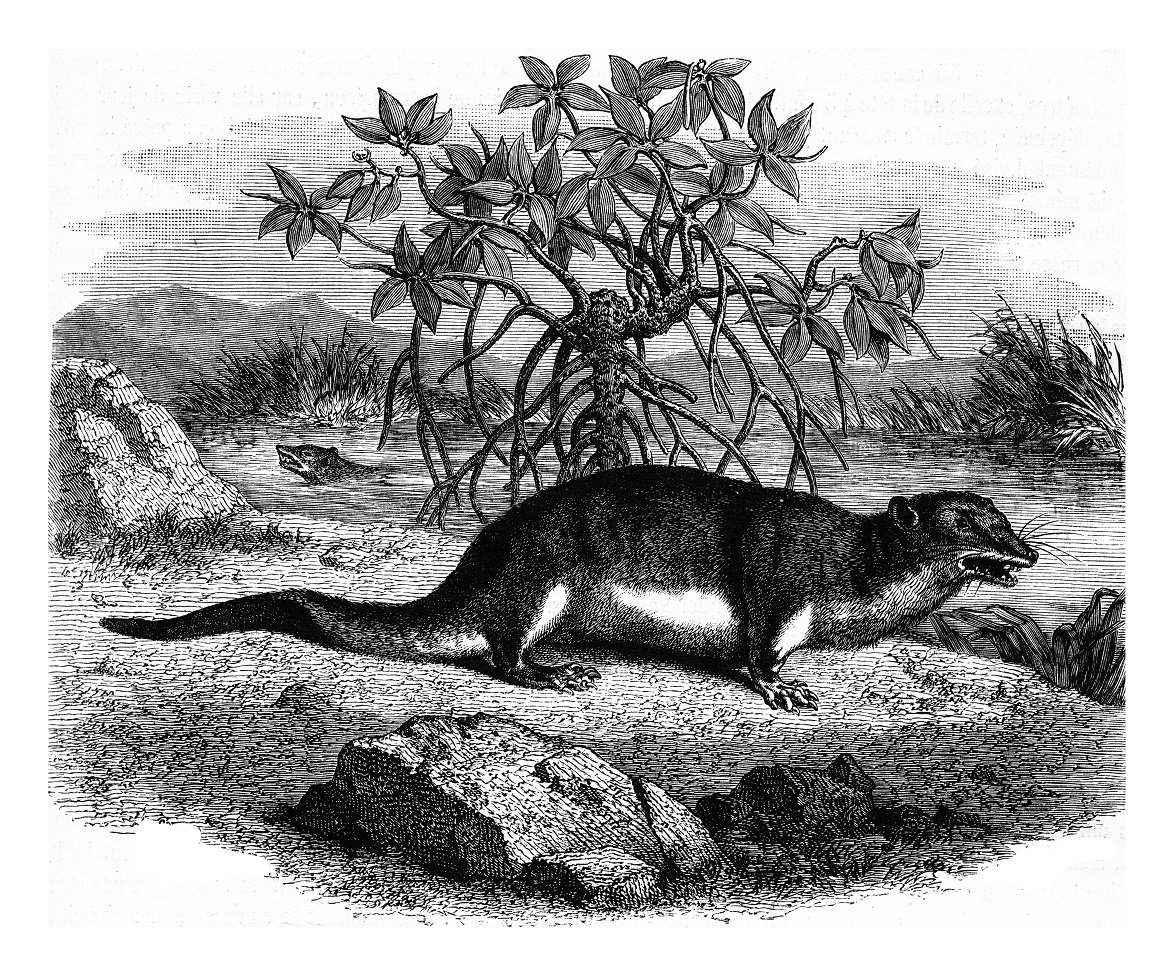 Große Otterspitzmaus Illustration