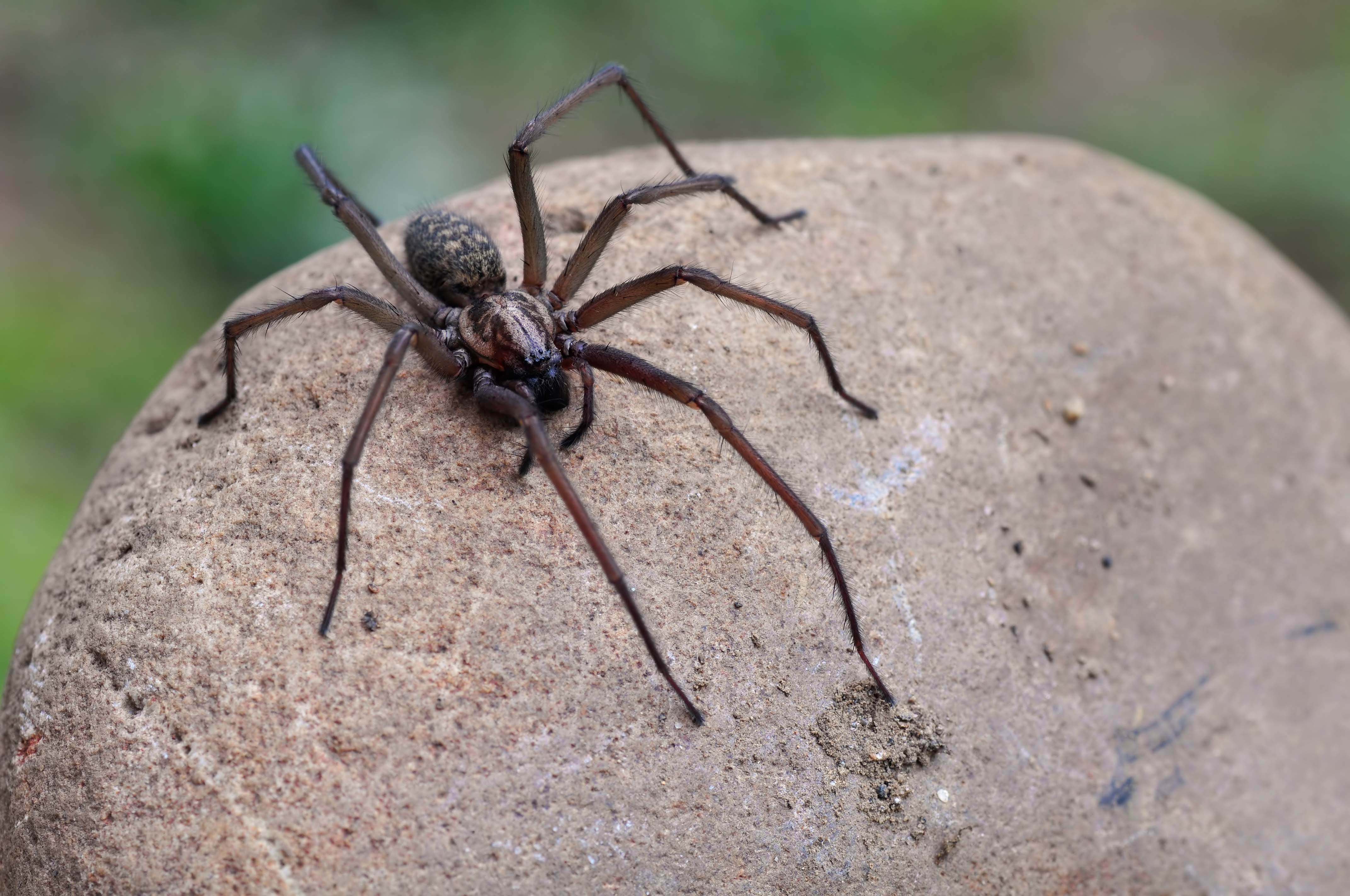 Winkelspinne auf Stein