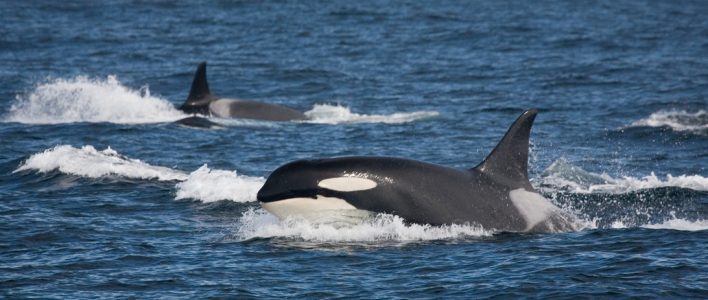 Zwei Große Schwertwale im Meer