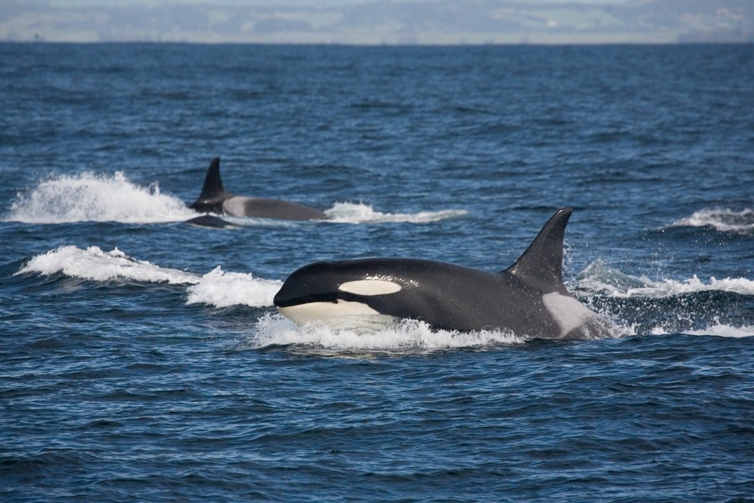 Zwei Große Schwertwale im Meer