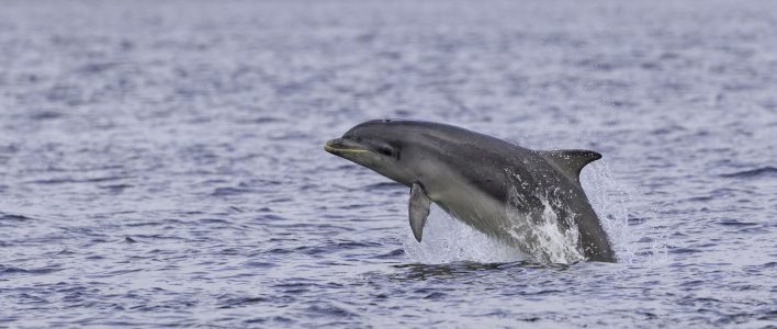 Großer Tümmler im Meer