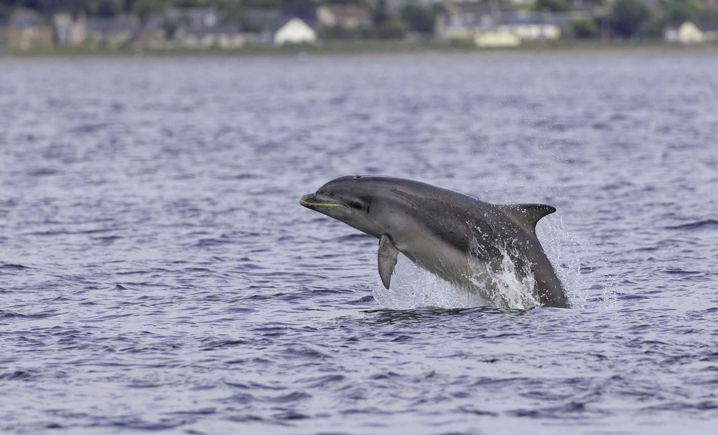 Großer Tümmler im Meer