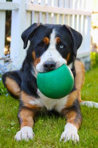 Großer Schweizer Sennenhund spielt mit Ball