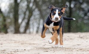 großer schweizer sennenhund junghund im schnee