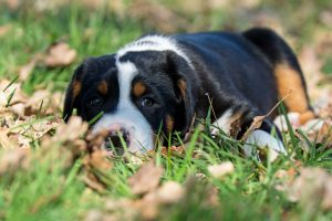 großer schweizer sennenhund welpe liegt auf einer Wiese