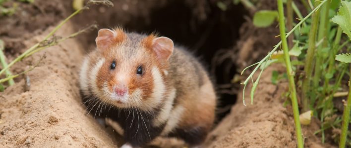 Hamster vor Bau