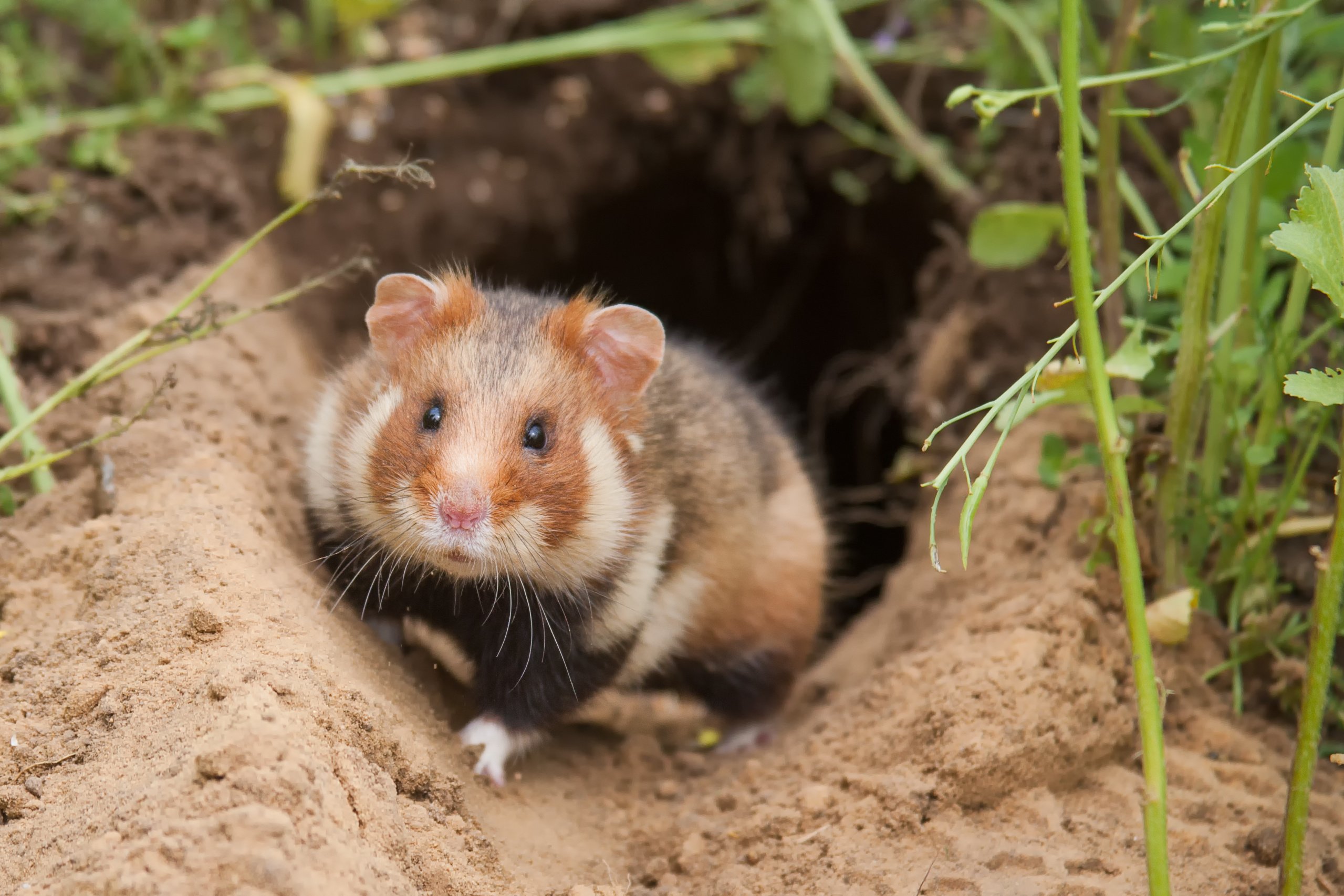 Hamster vor Bau