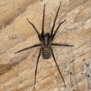 Große Winkelspinne auf Holz