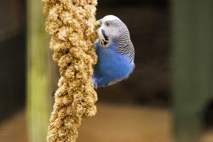 wellensittich kolbenhirse Vogelfutter Leckerli