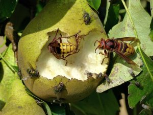 hornissen an obst