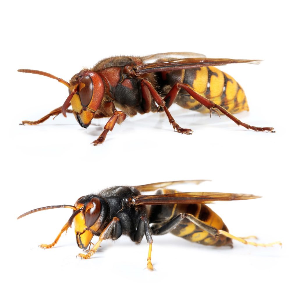 Hornisse Ein besonders geschütztes, friedliches und nützliches Insekt