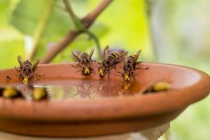 hornissen an wasserschale