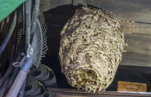 hornissen nest gartenhaus