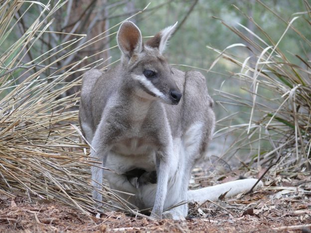 Beuteltiere Fotos und Informationen über die einzigartigen Säugetiere