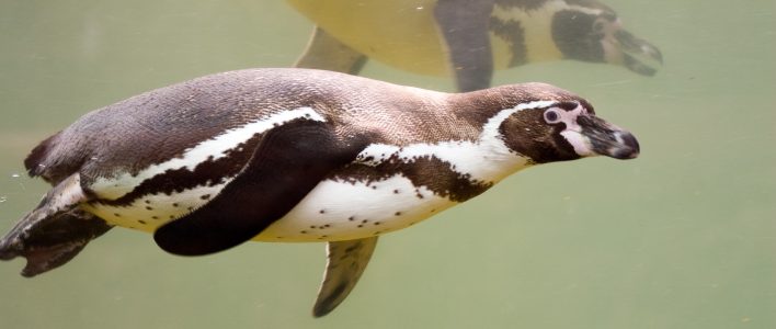 Humboldt-Pinguin