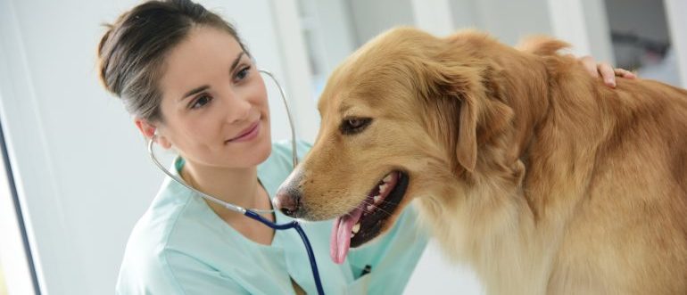Tierärztin behandelt Hund