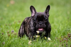 Französische Bulldogge