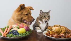 vegetarische ernährung bei hund und katze