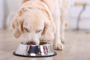 was-kann-ein-hund-alles-essen