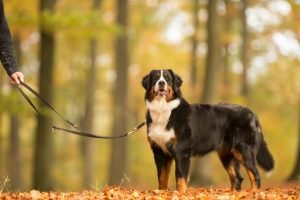 berner sennenhund mit führleine im wald