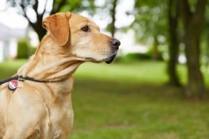 labrador an moxonleine
