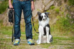 sheltie steht neben herrchen mit 10m schleppleine