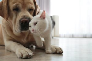 Hund und Katze schmusen