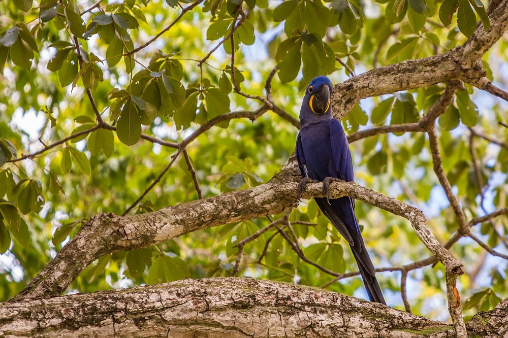 30 cm groß Ravensden Vogel Papagei Hyazinth Ara ca 