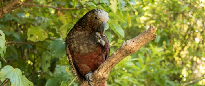 Kaka im Wald