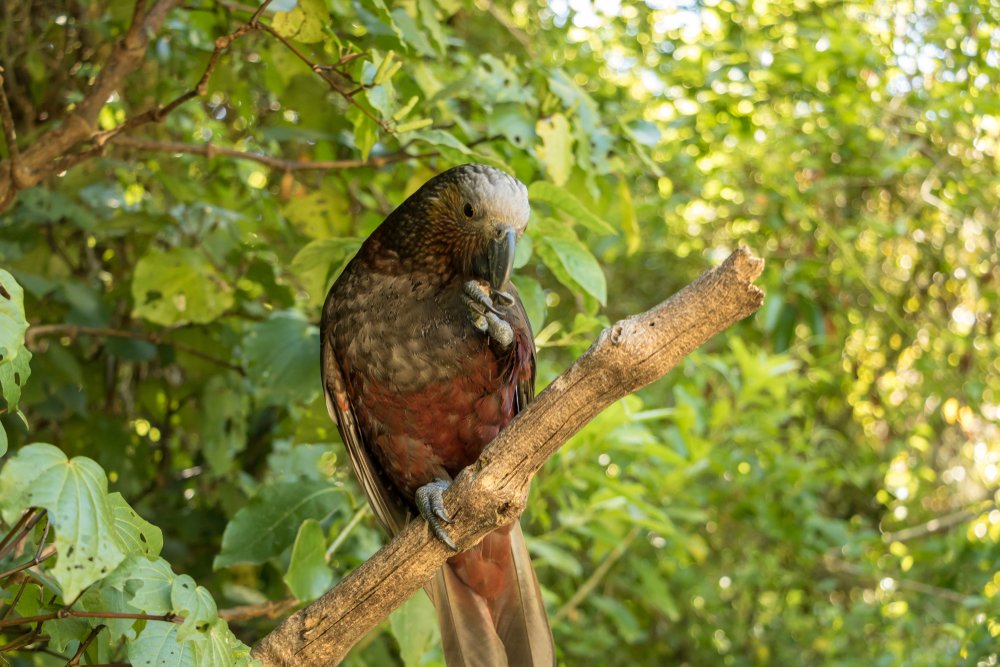 Kaka im Wald