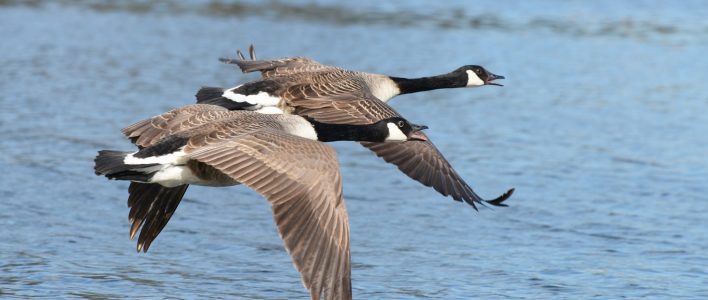 Zwei Kanadagänse im Flug