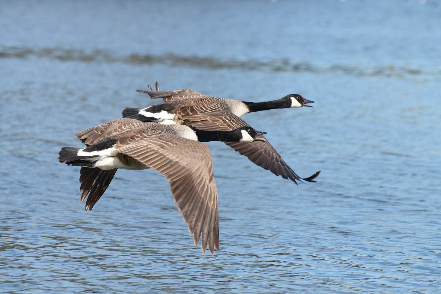 Zwei Kanadagänse im Flug