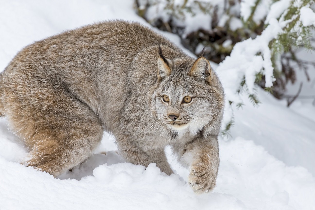 kanadischer luchs