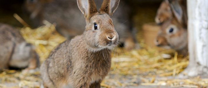 kaninchen