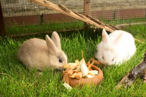 zwei kaninchen fressen im freigehege