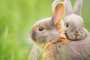 zwei kaninchen kuscheln zusammen