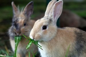 zwei kaninchen fressen löwenzahn