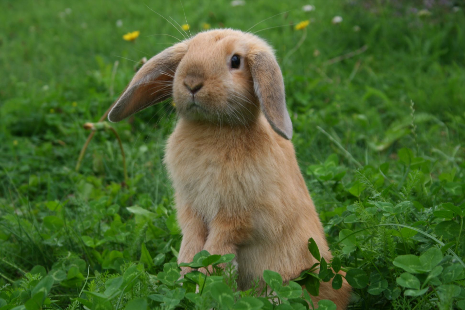 Kaninchen: Tipps zum Umgang mit dem beliebten Haustier