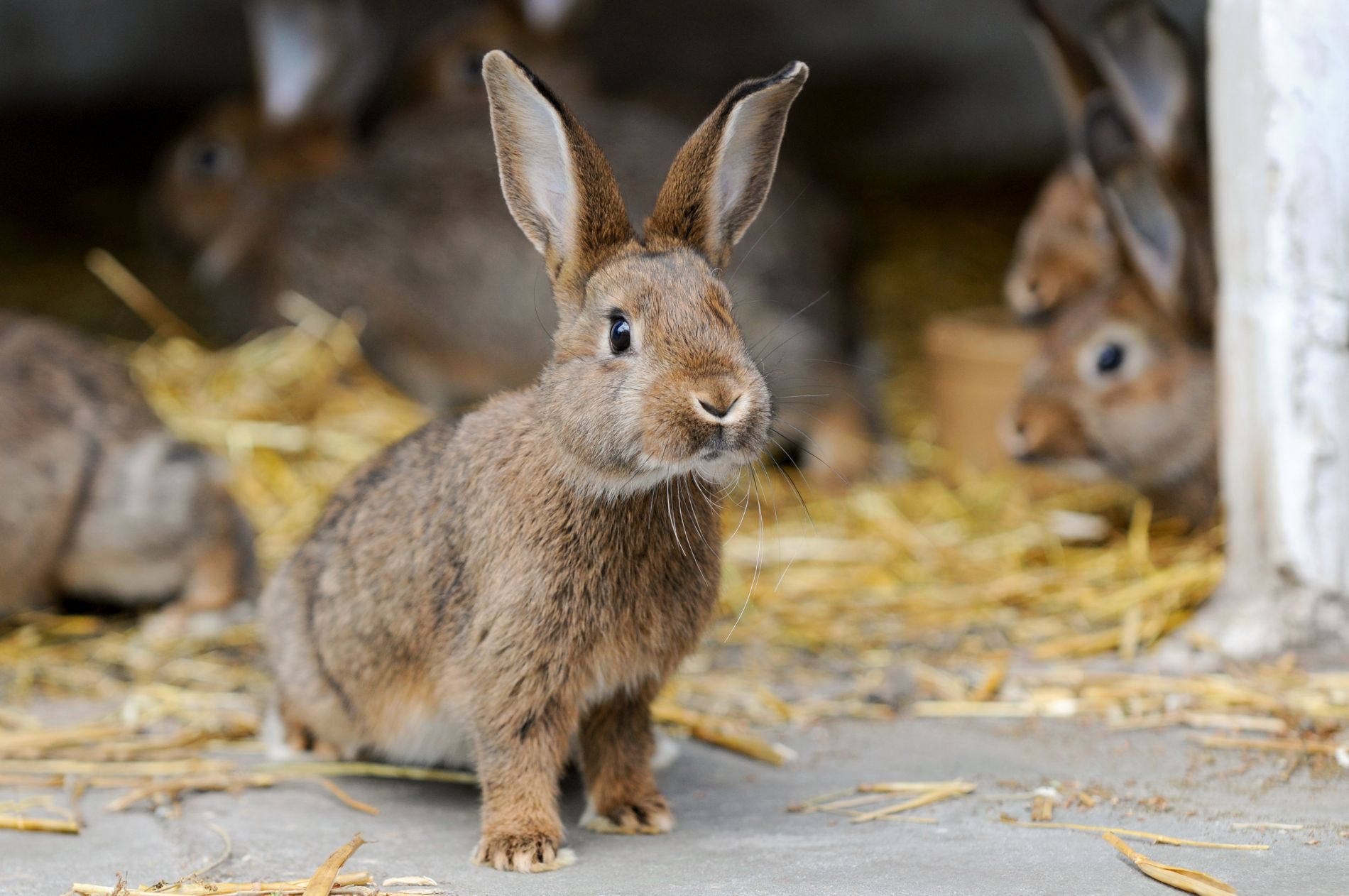 Kaninchen: Tipps zum Umgang mit dem beliebten Haustier