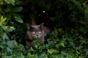 Katze im Efeu giftige Pflanzen für Katzen