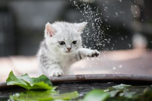 Katze spielt mit wasser