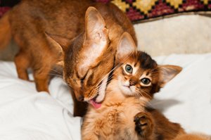 somali katze putzt süßes kätzchen