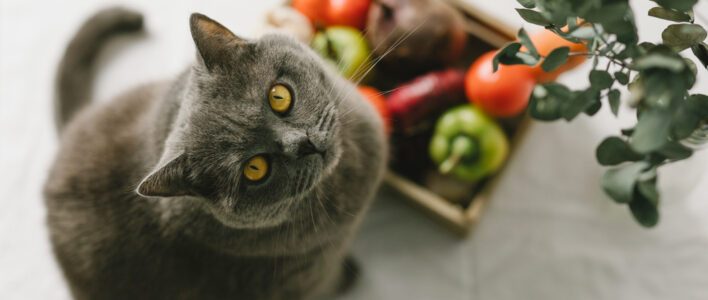 katze vegetarisch ernähren