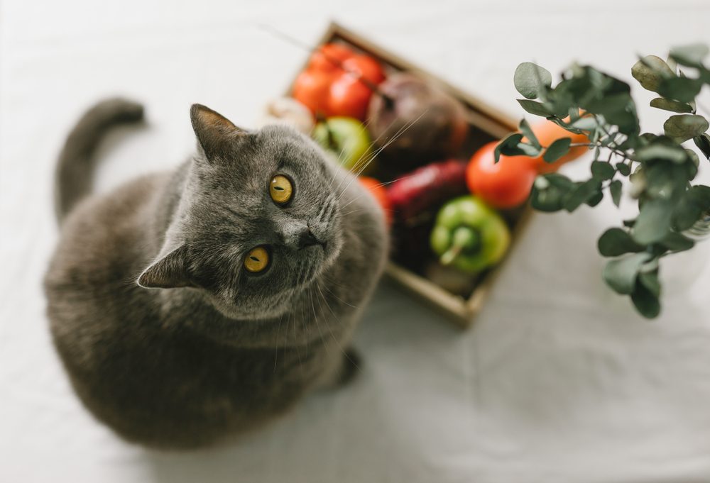 katze vegetarisch ernähren