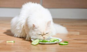 katze vegetarische ernährung