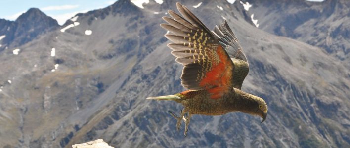 Kea oder Bergpapagei