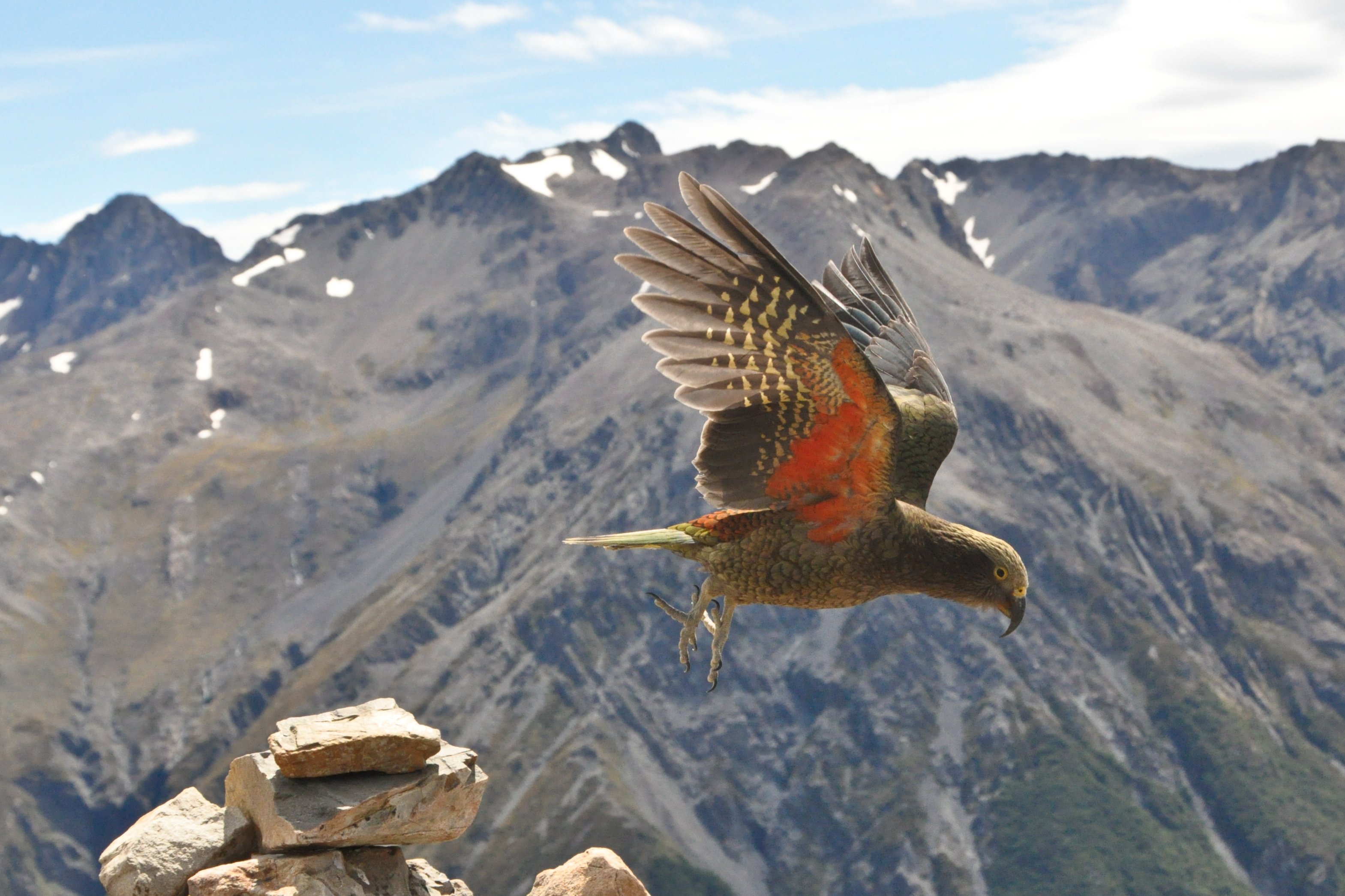 Kea oder Bergpapagei