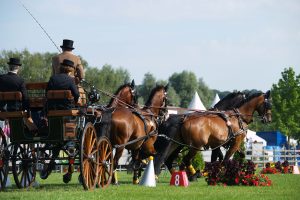 kegelfahren kutsche warmblut