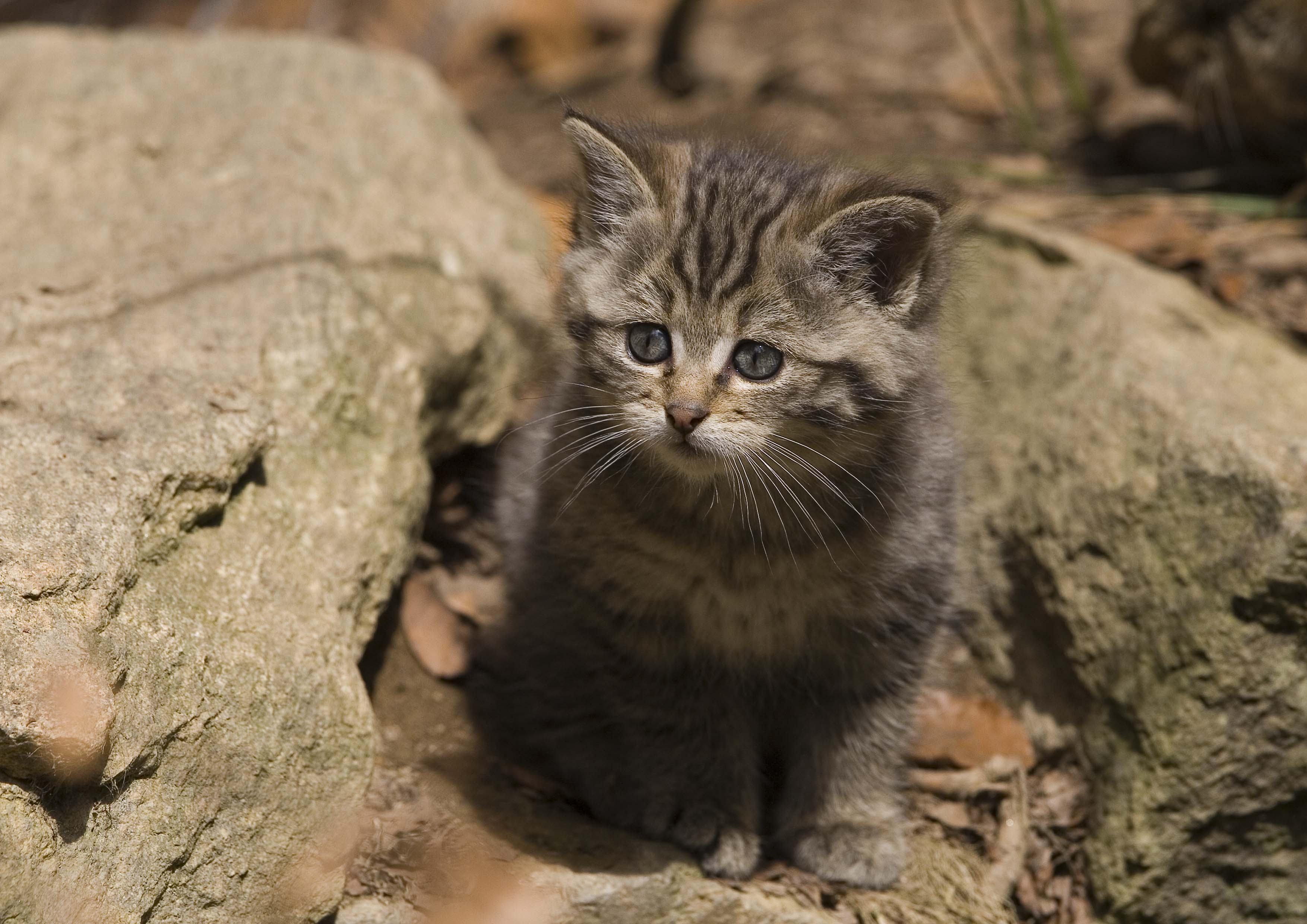 somali kitten in spielhaus