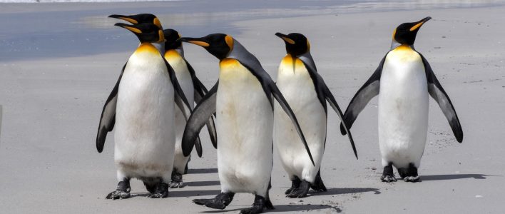 Königspinguine am Strand